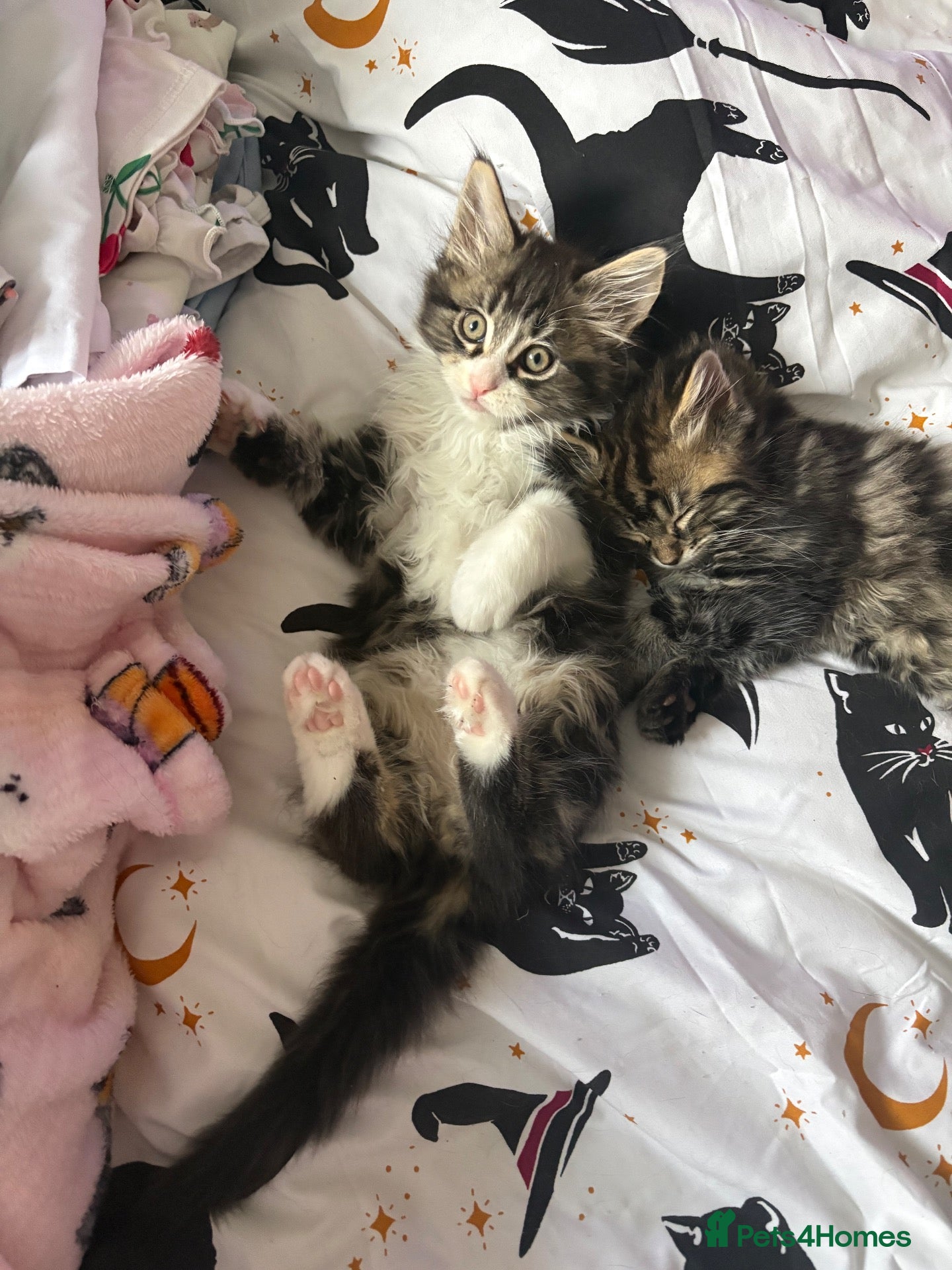 Maine Coon cats Fluffy Maine coone kittens  - Advert 2