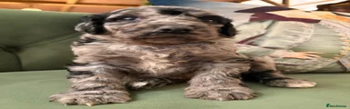 Bernedoodle 5 Blue Merle and White 