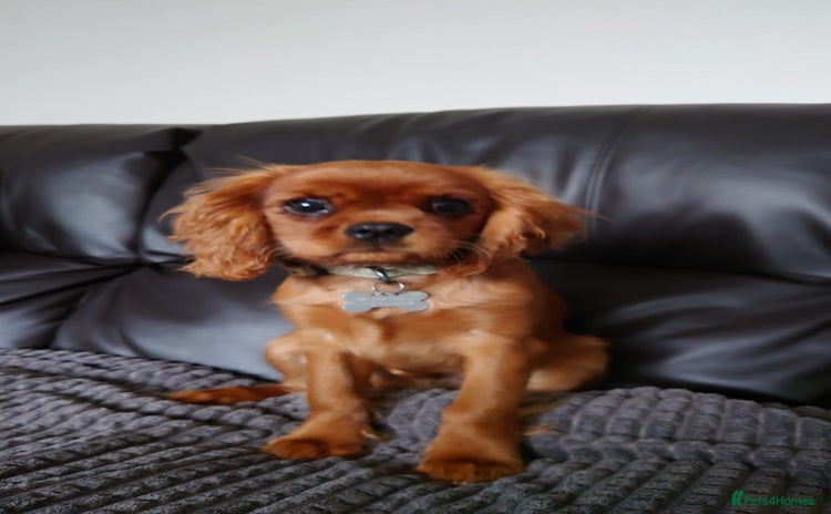 Cavalier King Charles Spaniel dogs - Advert 3