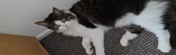 Mixed Breed cats for sale: Beautiful Long-Haired Male Cat in Haverhill - Advert 21