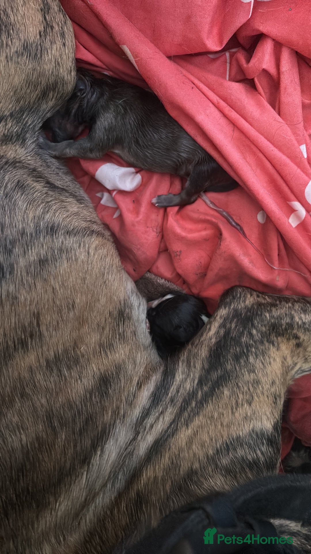 Mixed Breed dogs for sale: Mixed breed pups available  - Image 4