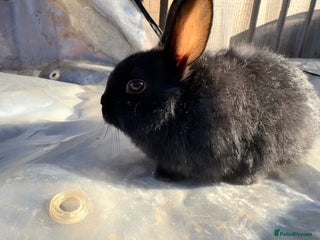 Mixed Breed rabbits Mixed breed baby bunnies *LAST BUNNY* - Advert 1