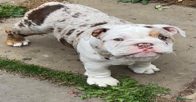 English Bulldog dogs - Advert 11