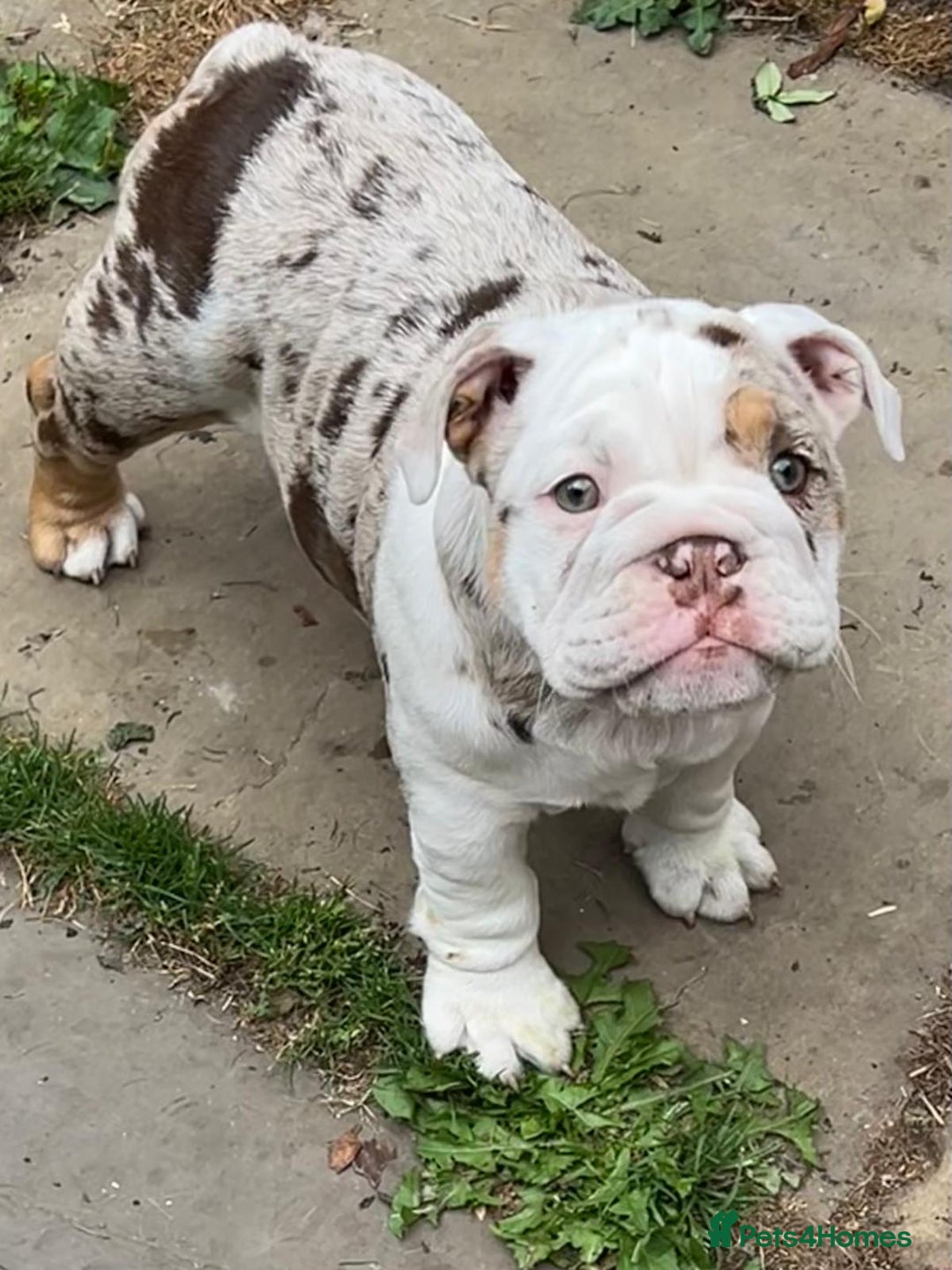 English Bulldog dogs for sale: Here come the Girls - Image 3
