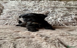 Lhasapoo dogs for sale: *****only 1 girl and 2 boys left ***** - Image 14