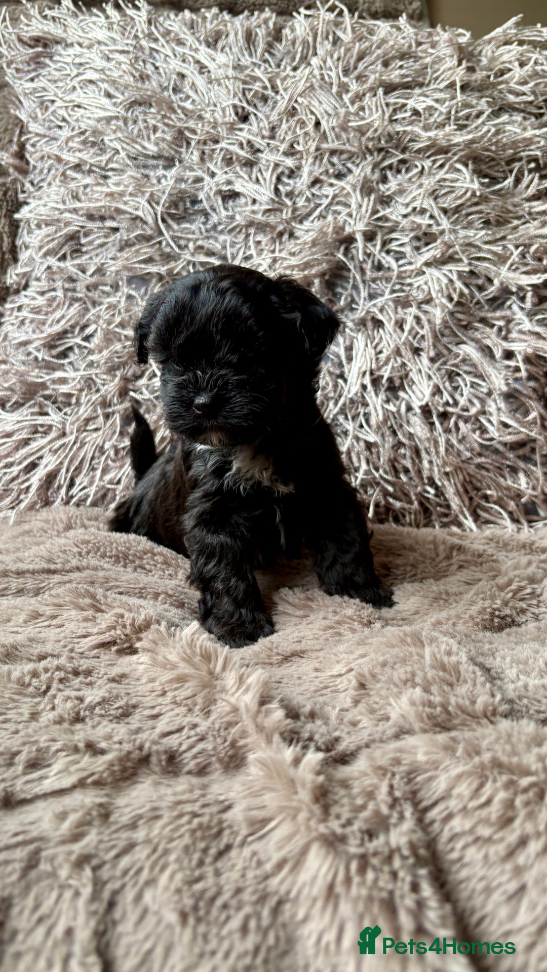 Lhasapoo dogs for sale: *****only 1 girl and 2 boys left ***** - Image 14