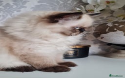 Persian cats for sale: Himalayen persian kittens last boy ready now - Image 6