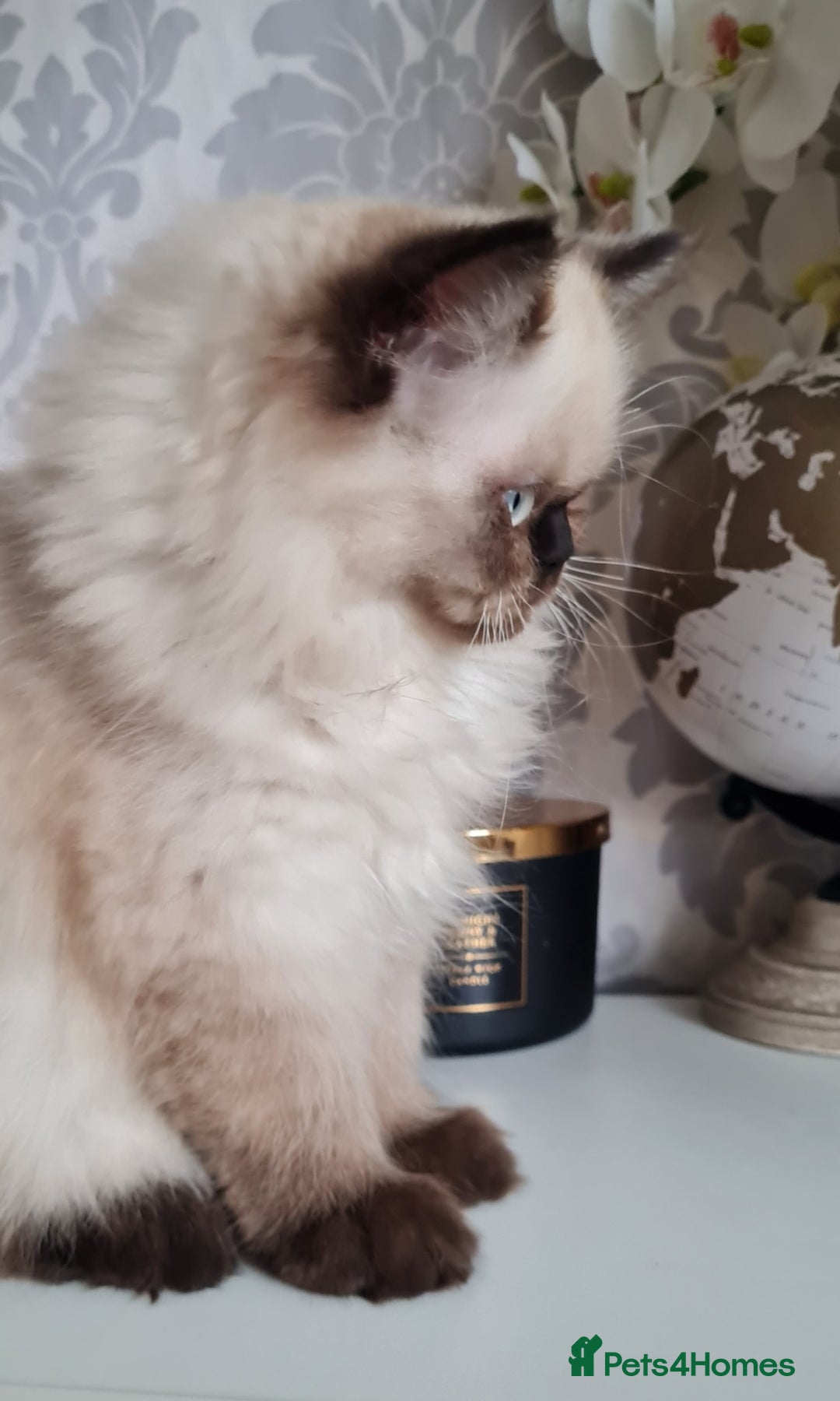 Persian cats for sale: Himalayen persian kittens last boy ready now - Image 6