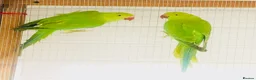 Ringnecks birds for sale: Beautiful coloured ringneck parrots for sale. - Advert 4