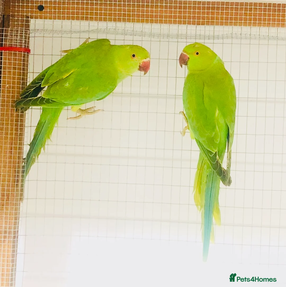 Ringnecks birds for sale: Beautiful coloured ringneck parrots for sale. - Advert 4