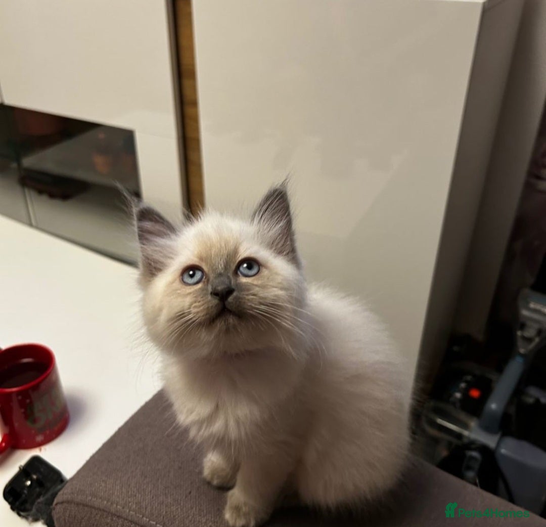 Ragdoll cats Kittens - Advert 1