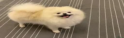 Pomeranian dogs for stud: Optic White/cream  true to type boy for stud only in Lanark - Advert 3