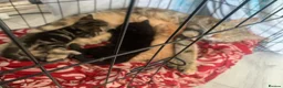 Mixed Breed cats for sale: Kittens looking for there for ever homes  in Hornchurch - Advert 10