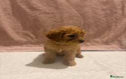 Cavapoo dogs for sale: Adorable red cavapoo pups - Advert 9