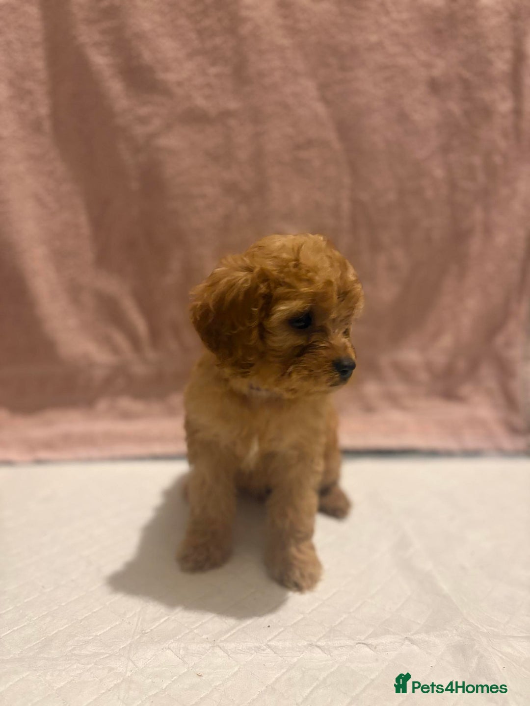 Cavapoo dogs for sale: Adorable red cavapoo pups - Advert 9
