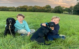 Labrador Retriever dogs for sale: Black Labrador puppies, KC reg  - Image 6