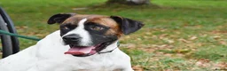 Mixed Breed dogs for adoption: Donky - Advert 6
