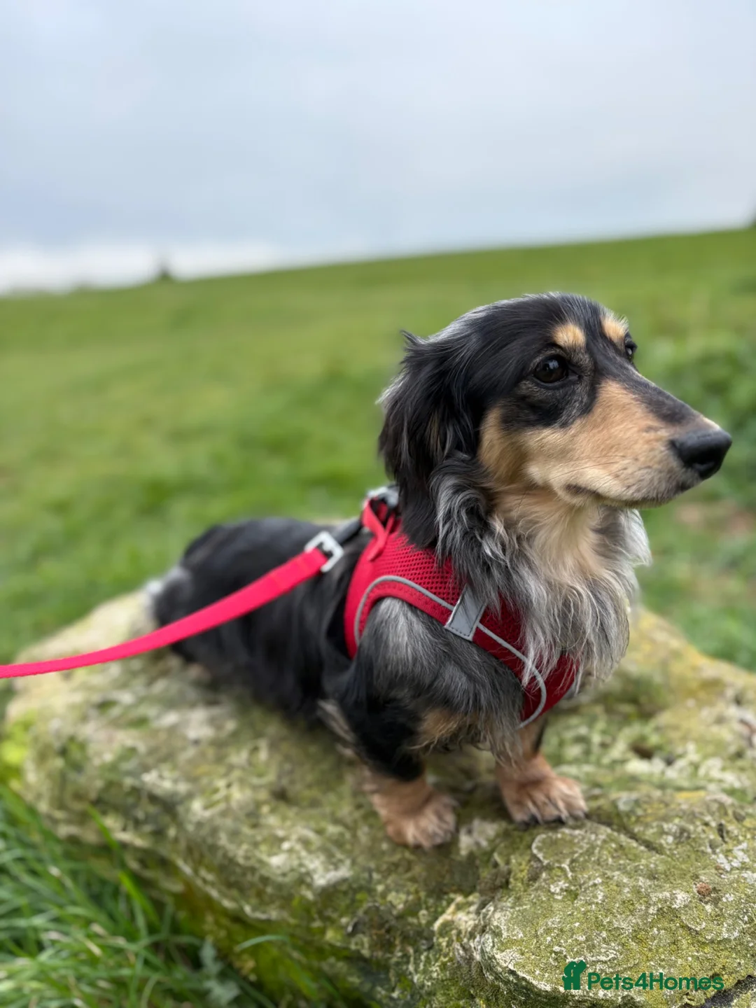 Miniature Dachshund dogs for stud: Odin: silver dapple tan miniature dachshund  in Hull - Advert 12