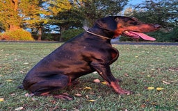 Dobermann dogs for stud: Elite European Doberman Stud – Champion Bloodlines - Image 24