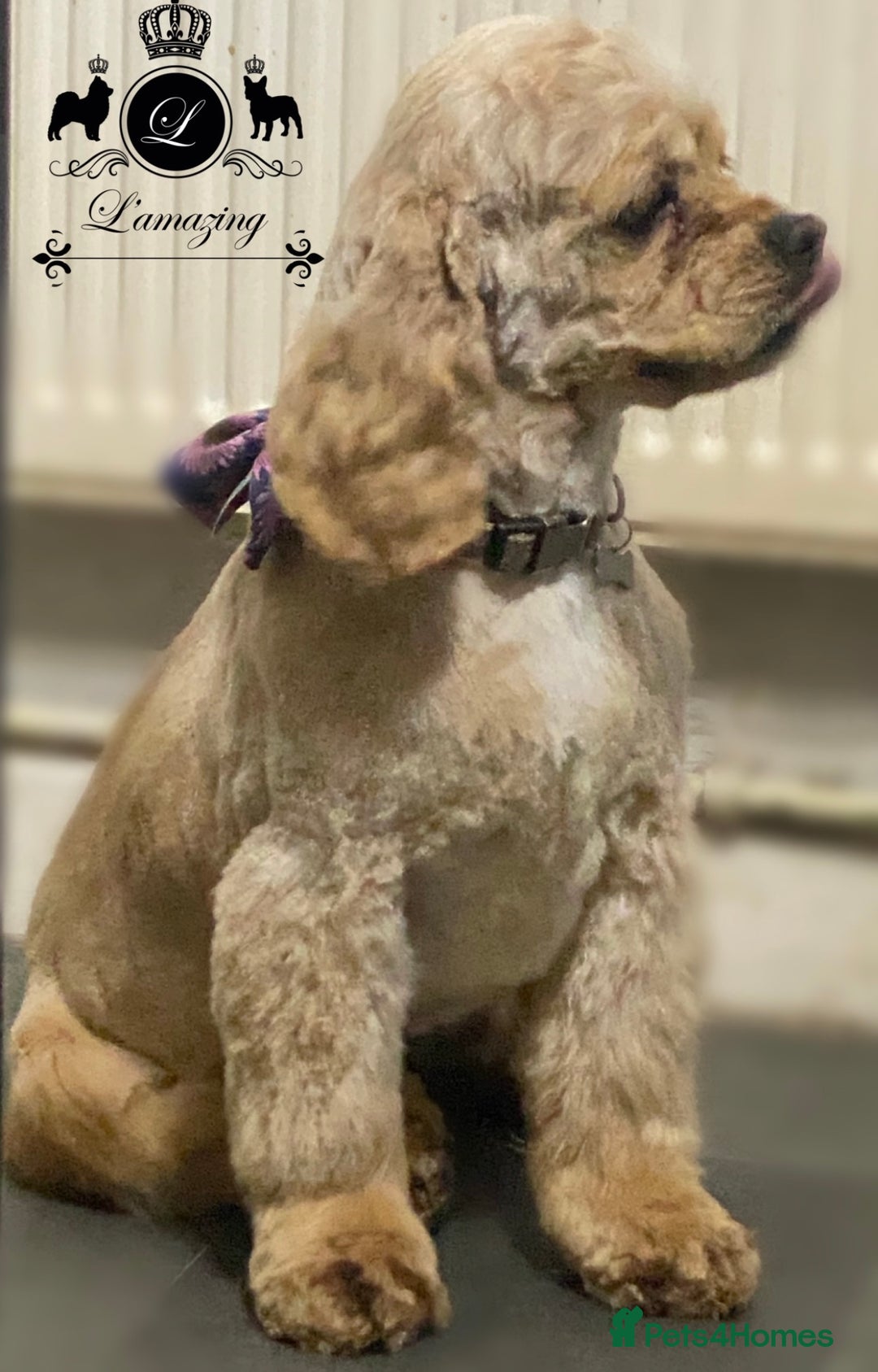 Cockapoo dogs for sale: Rare stunning American miniature teddy cockapoos  - Image 19