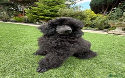 Toy Poodle dogs for sale: Kc registered beautiful toy poodle - Image 6