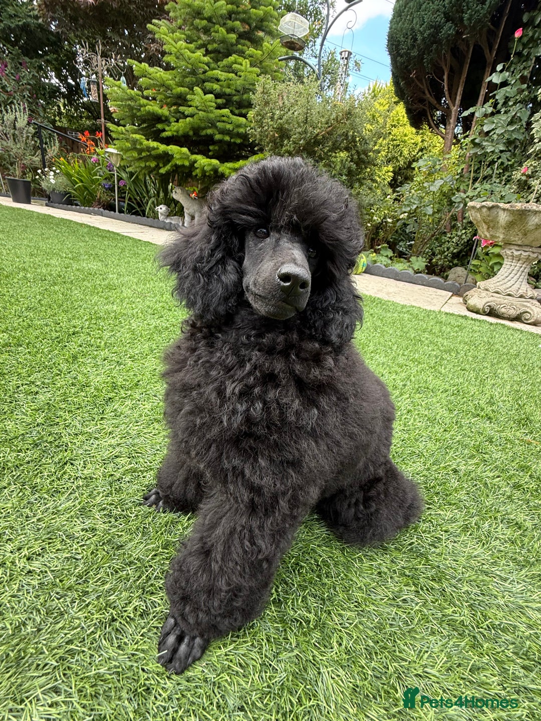 Toy Poodle dogs for sale: Kc registered beautiful toy poodle - Image 6