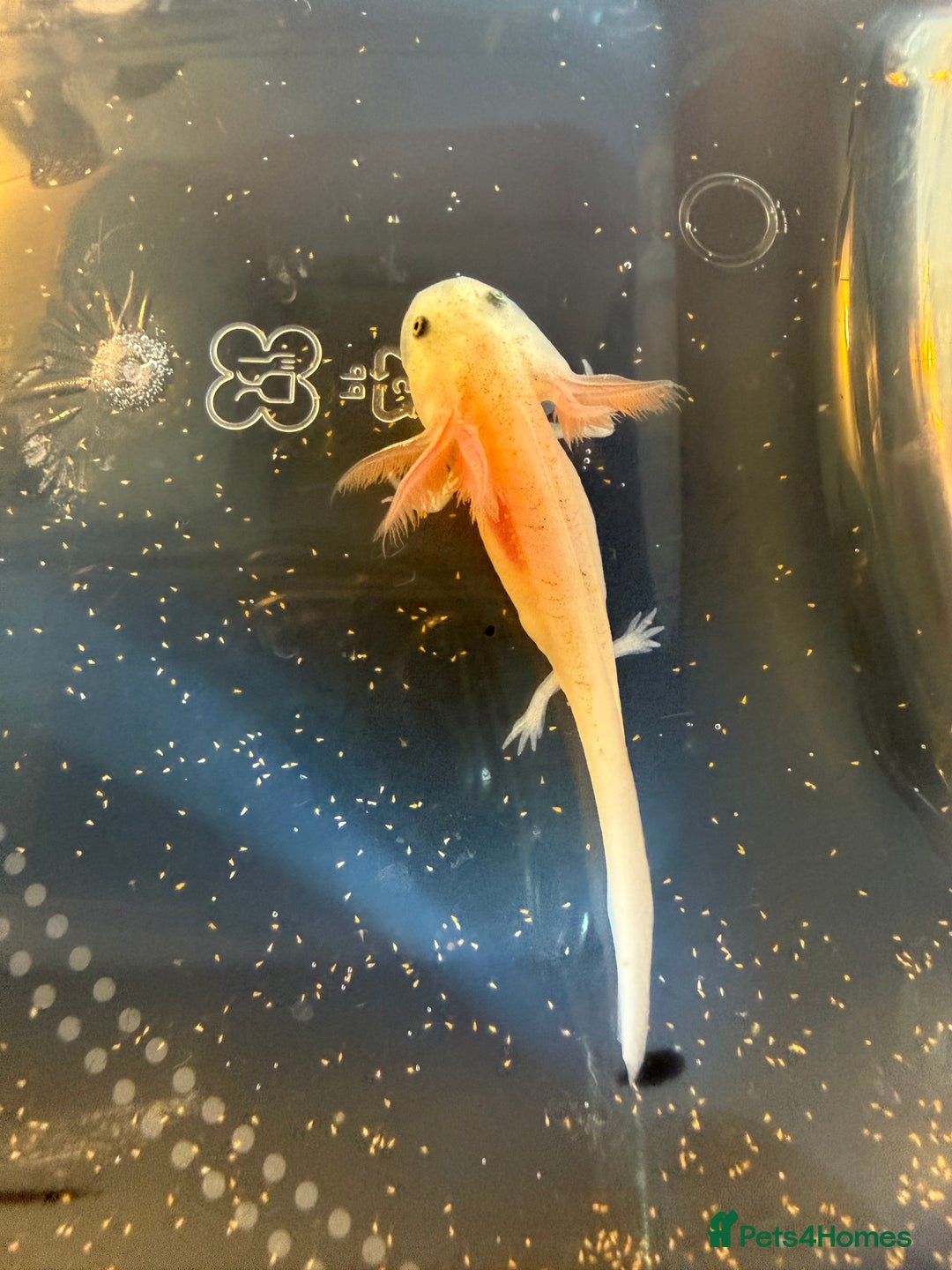 Axolotl reptiles for sale: Axolotls various morphs - Advert 6