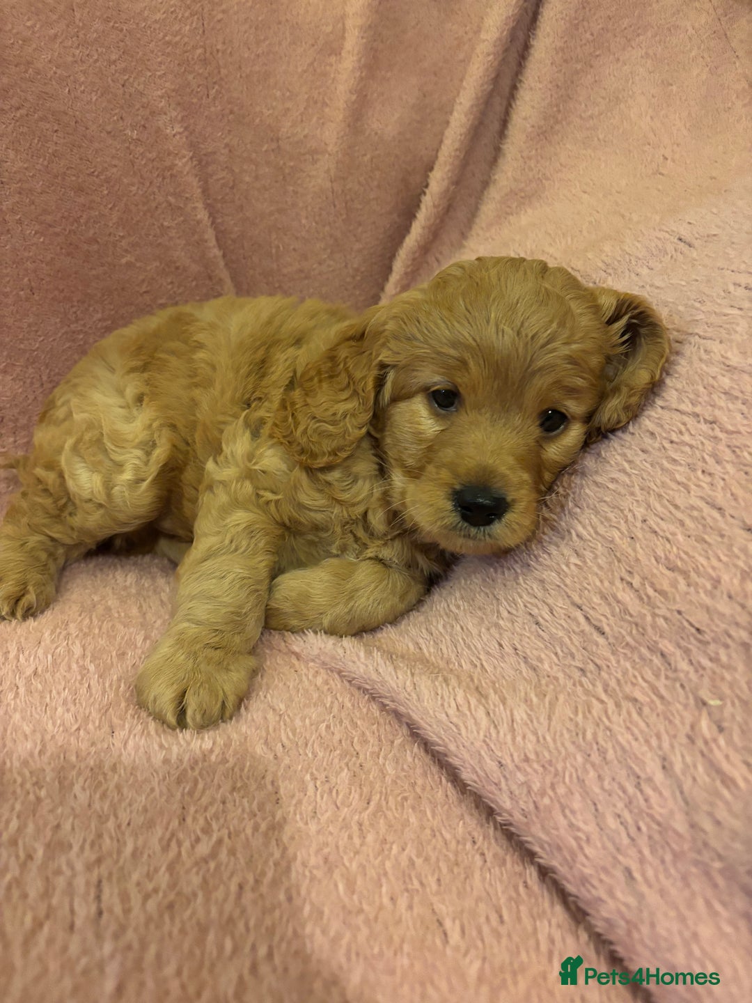 Cockapoo dogs for sale: Last cockapoo boy looking for his forever home ❤️ - Advert 11