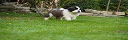 Saint Bernard dogs for sale: Outstanding St Bernard puppies for sale  - Advert 5
