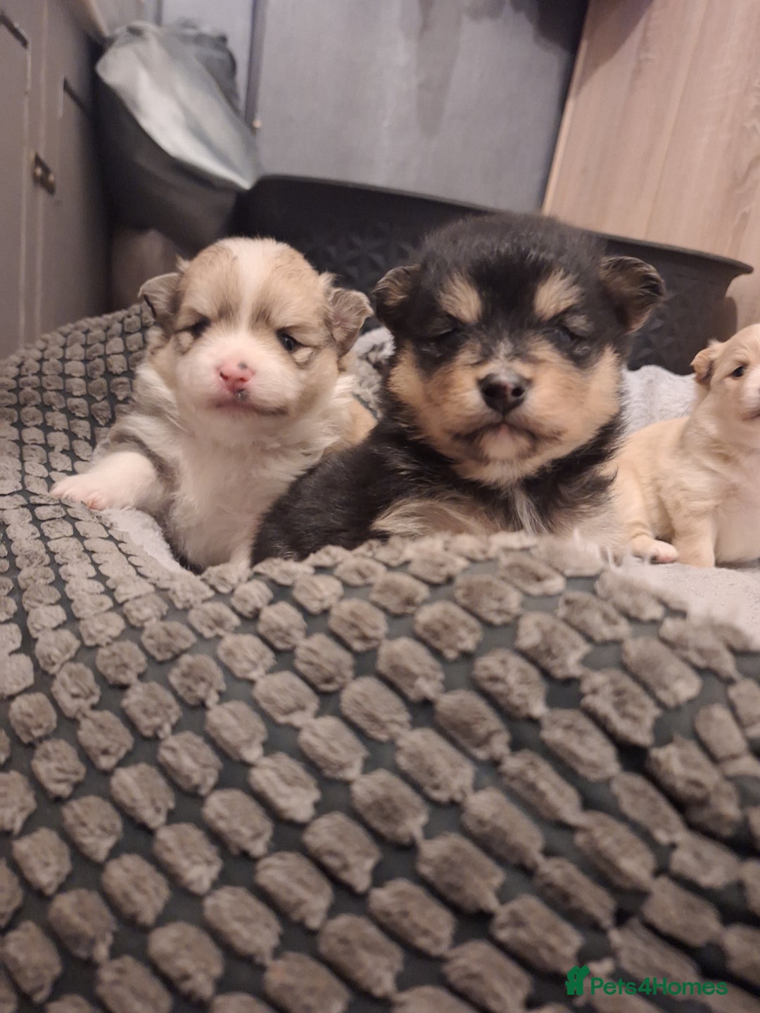 Pomeranian dogs for sale: Little cuties - Advert 1