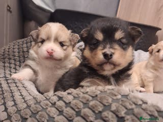 Pomeranian dogs Little cuties - Advert 1