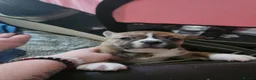 Pomsky dogs for sale: 2 boy Beautiful unusual marking frenchie pomsky  in Southend-on-Sea - Advert 21