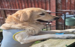 Mixed Breed dogs for sale: Male golden retriever mix  - Image 3