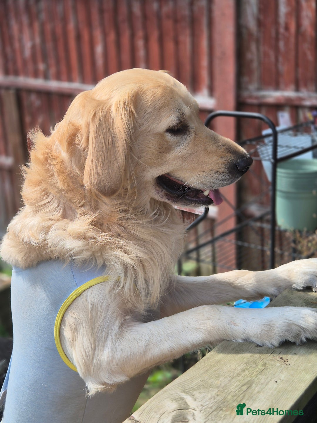 Mixed Breed dogs for sale: Male golden retriever mix  - Image 3