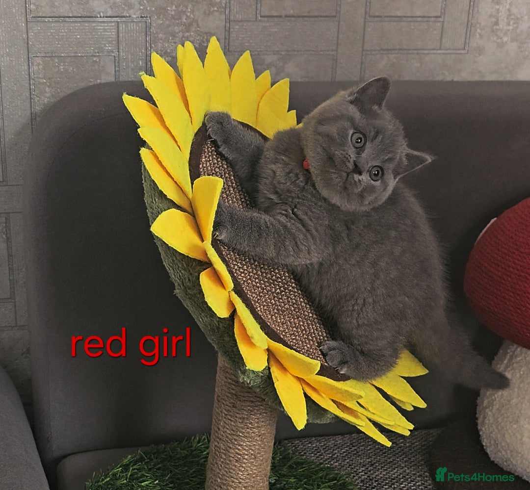 British Shorthair cats for sale: British Blue Shorthair kittens, GCCF pedigree - Image 6