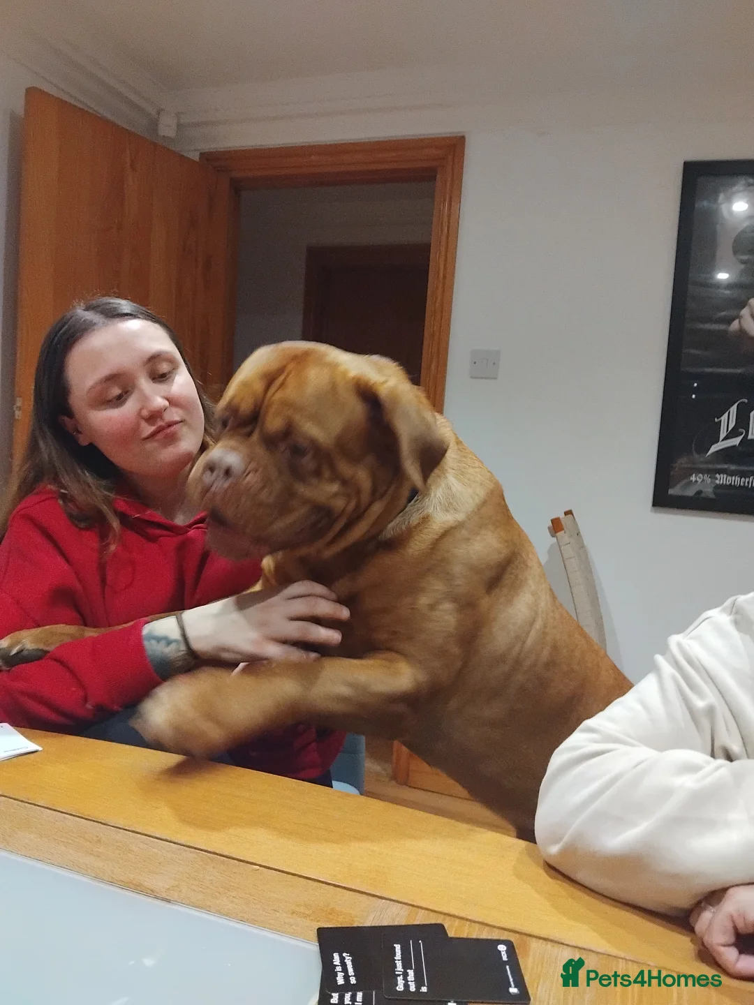 Dogue De Bordeaux dogs for sale: Thanos-3yr old, un-cut male dogue de bordeaux  - Advert 7