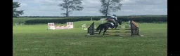 British Warmblood horses for sale: Eventing Schoolmistress in Northallerton - Advert 3
