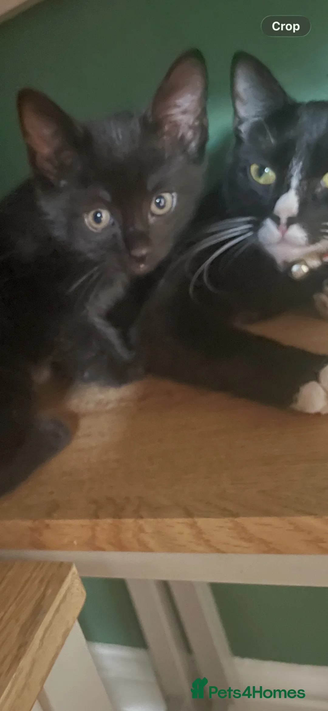 Mixed Breed cats for sale: Mixed tabby kittens  - Advert 1
