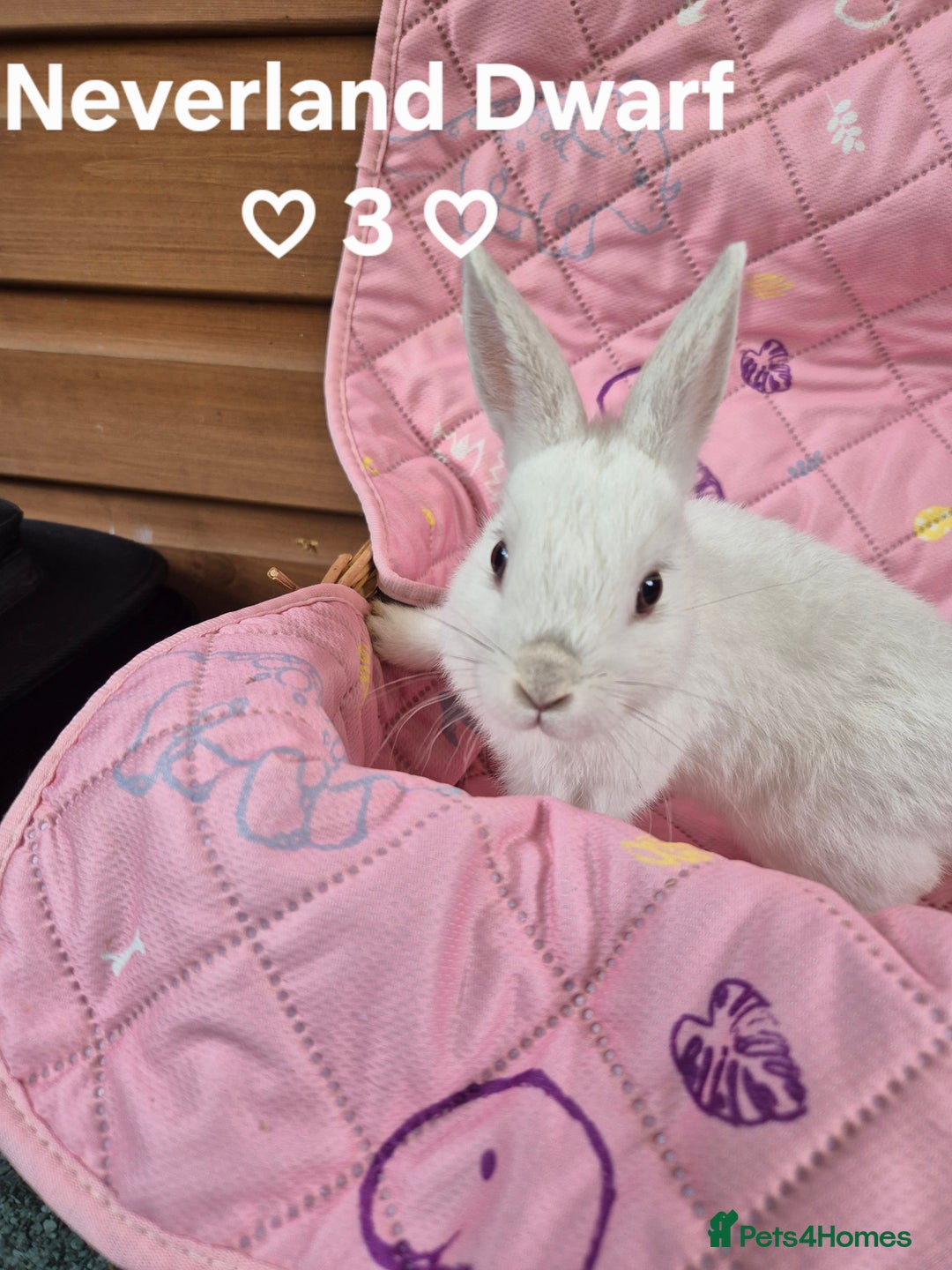 Netherland Dwarf rabbits for sale: Netherland and Mini Lion Lops - Image 10