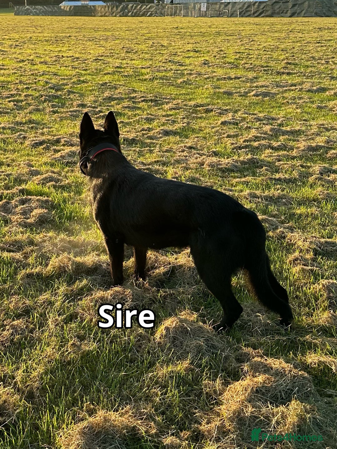 German Shepherd dogs for sale: Exceptional KC Reg DDR GSD Puppies Rare Bloodlines - Image 6