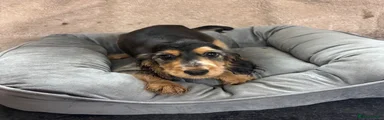 Cocker Spaniel 5