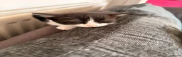 Mixed Breed cats for sale: Beautiful Ragdoll mix kittens. - Advert 21