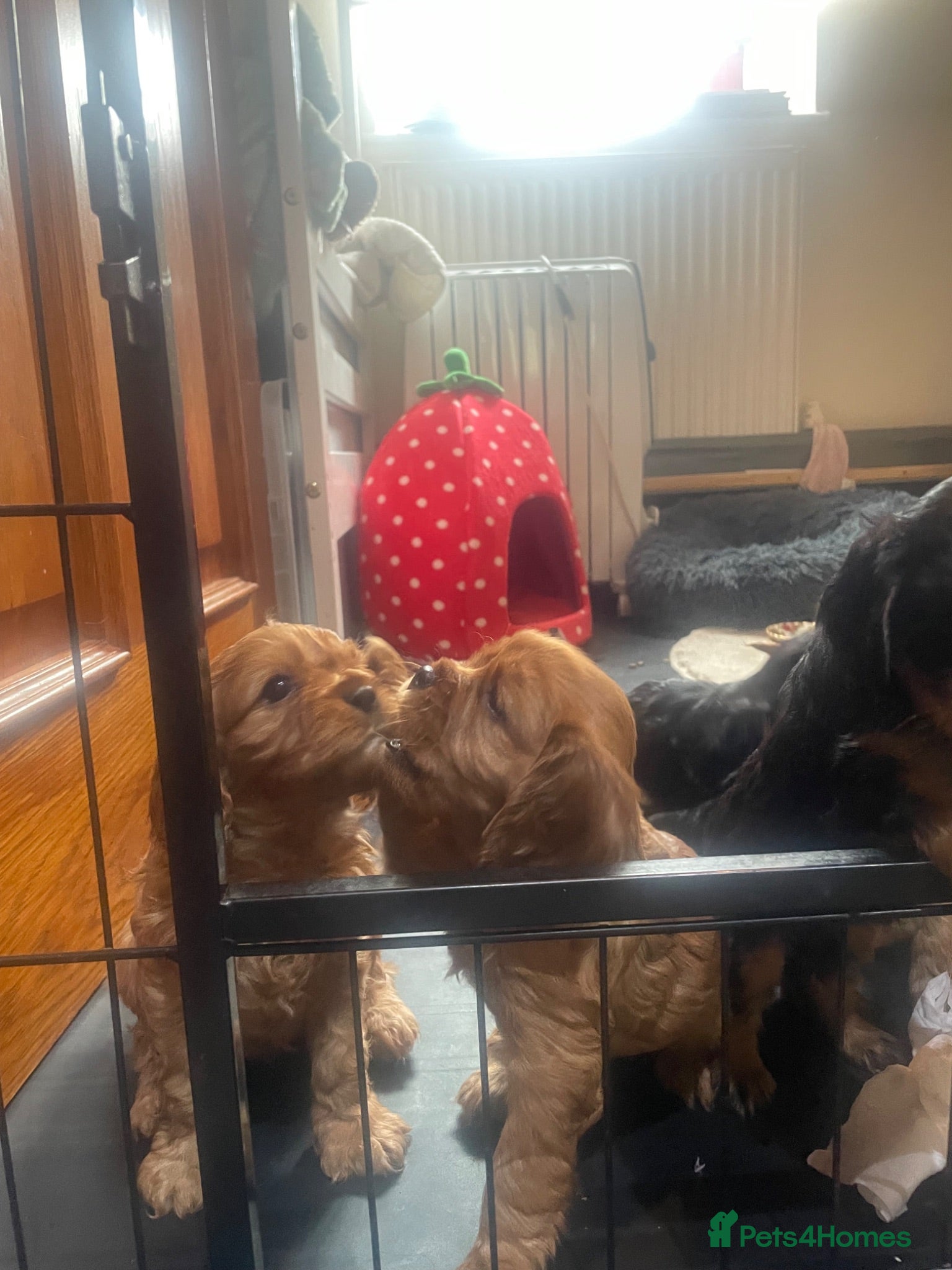 Cavalier King Charles Spaniel dogs King Charles cavalier babies  - Advert 2