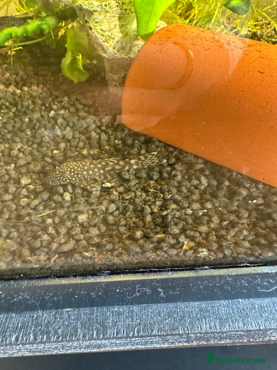 Tetras fish for sale: Fish and tank  - Image 7