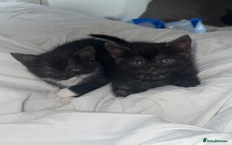 Mixed Breed cats for sale: 4 kittens for sale 2 boys & 2 girls - Image 4