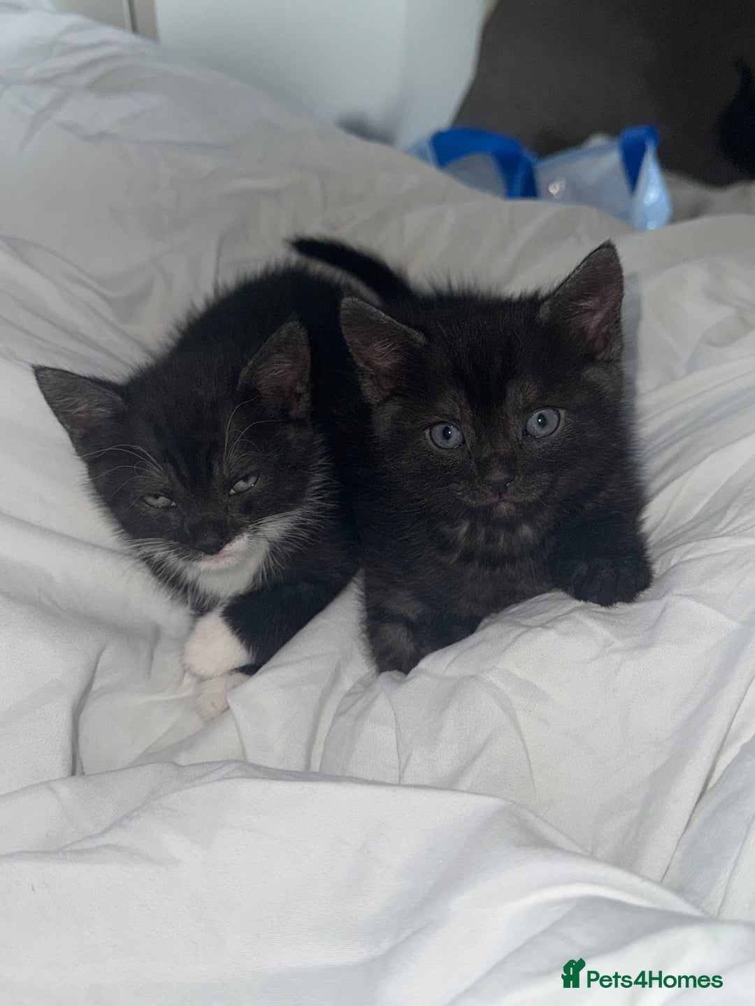 Mixed Breed cats for sale: 4 kittens for sale 2 boys & 2 girls - Image 4