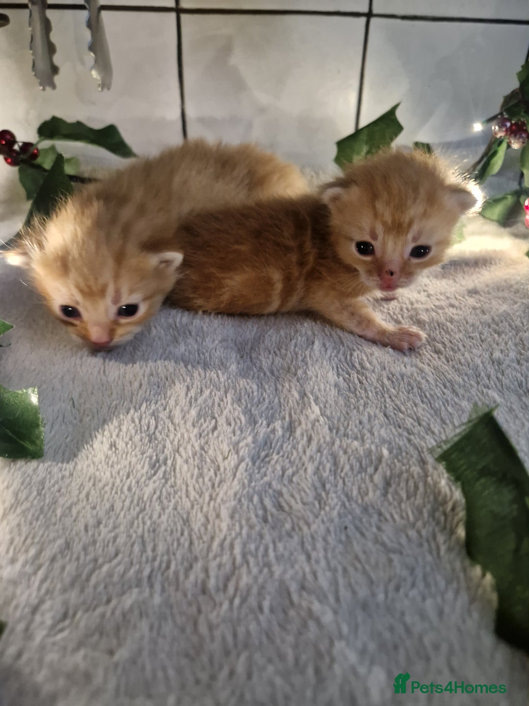 Mixed Breed cats for sale: 1 beautiful ginger&white kitten - Advert 24