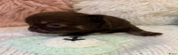 Chihuahua dogs for sale: BEAUTIFUL TINY CHOCOLATE BOYS - Advert 9