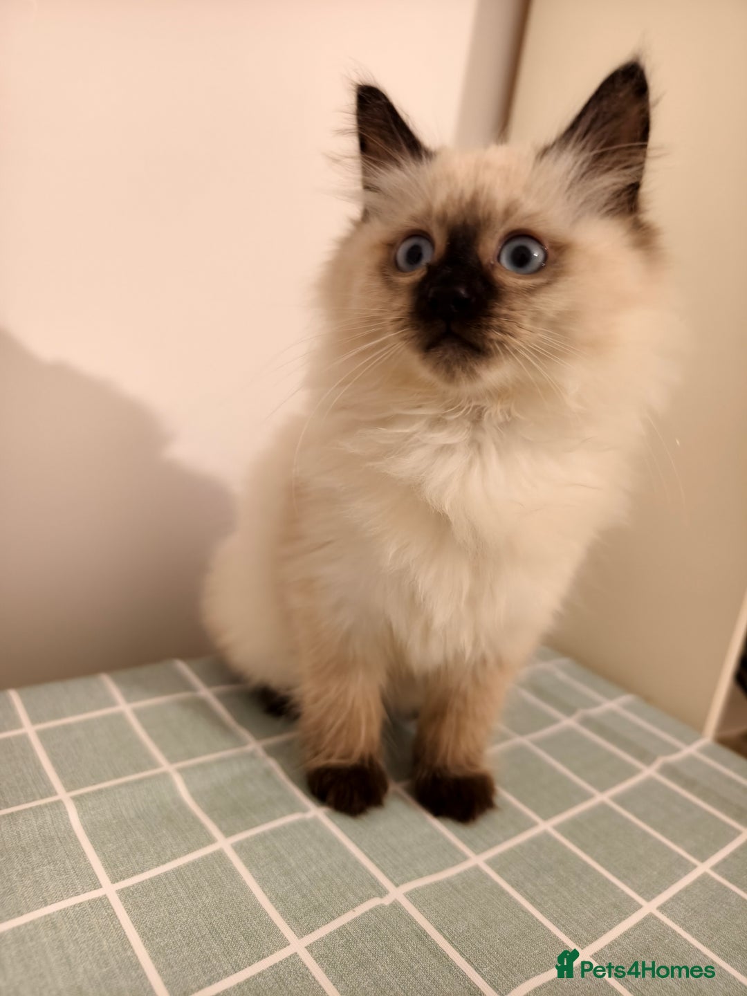 Ragdoll cats for sale: Beautiful Seal Point Ragdoll Kittens – for sale - Advert 21