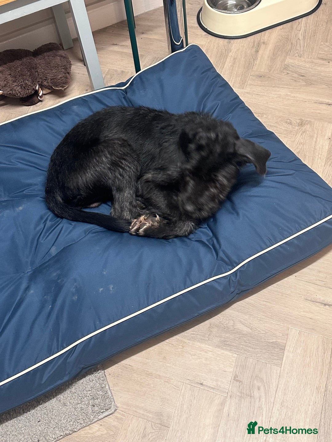 Mixed Breed dogs for sale: Old English sheep dog cross  - Advert 3